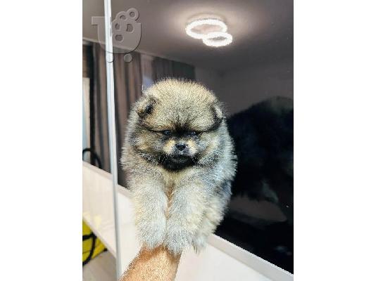 Pomeranians κορυφαίας ποιότητας